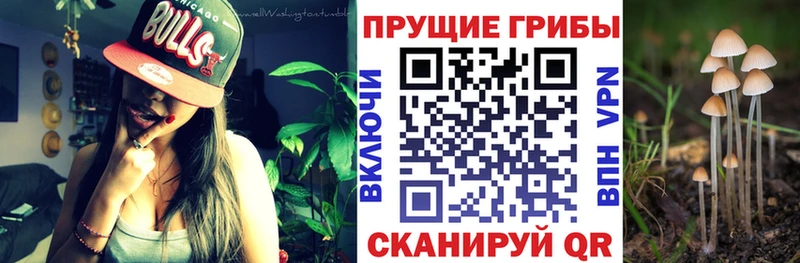 Галлюциногенные грибы Psilocybine cubensis  Пролетарск 